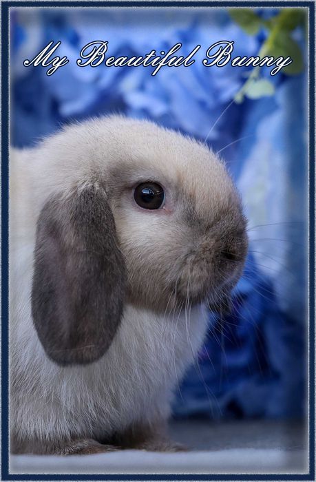 Piękny Młody Królik Mini Lop - Seal Point