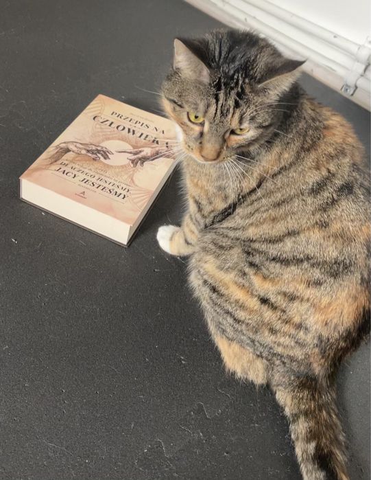 Zaginęła kotka Milusia