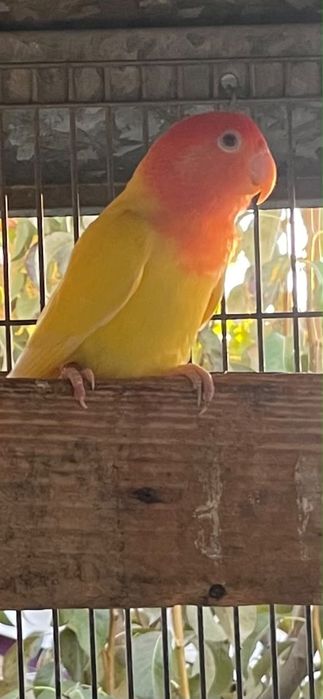 Agapornis roseicollis