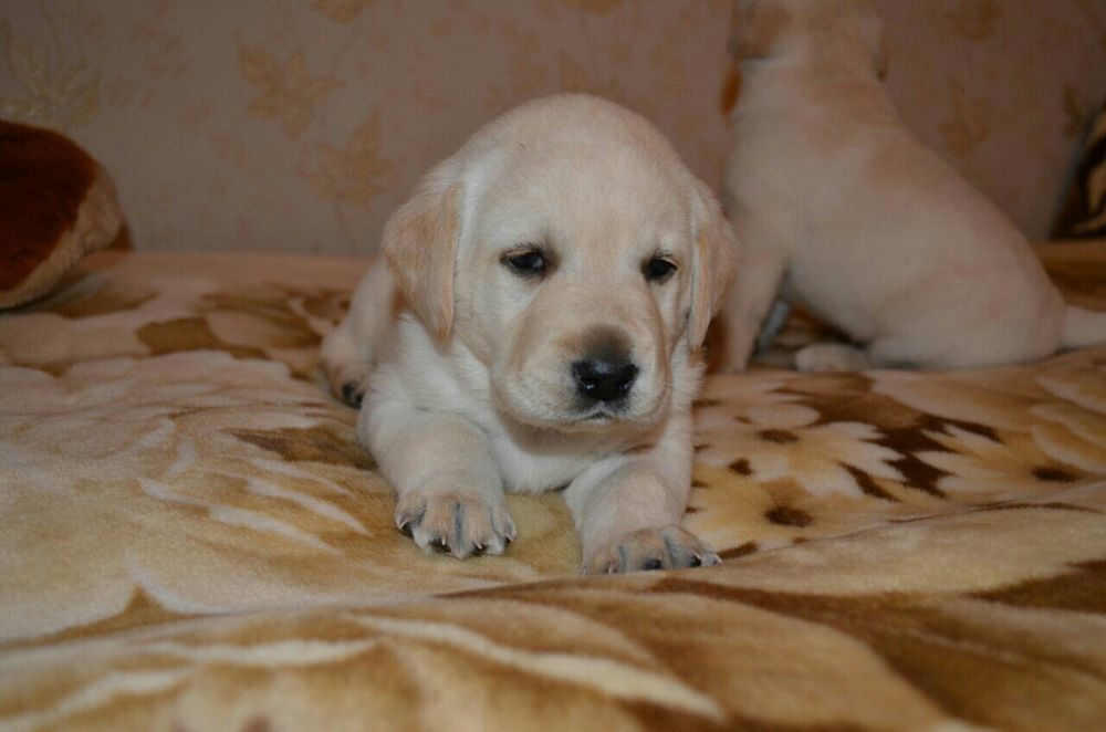 Мальчик и девочка лабрадор.