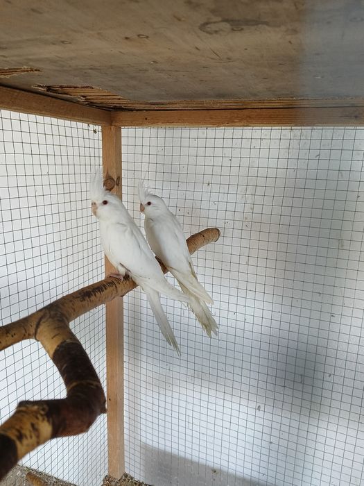 Nimfy szpalt na bronz fallow