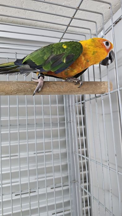 Aratinga jandaya