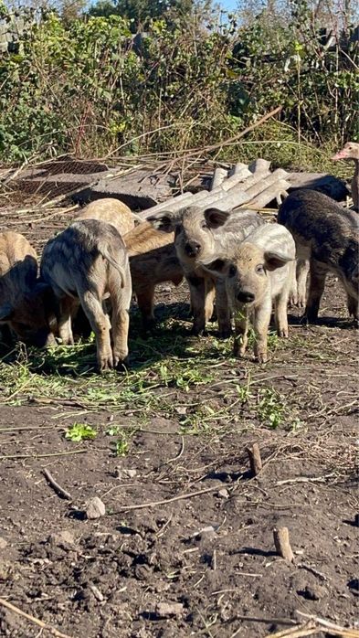 Свинки шукають домівку