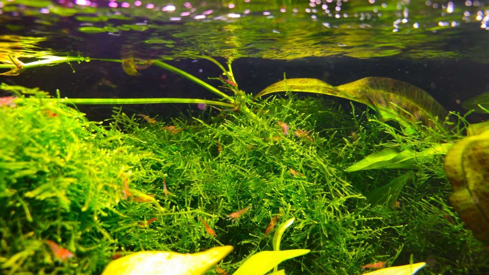 Mech Jawajski Jawa moss