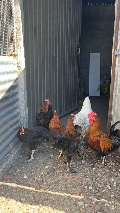 Galos marans , pedres portuguesa, faverolles
