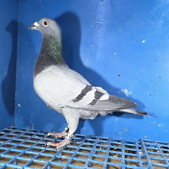 Gołąbek Lotowy Samczyk vanvinkel x Golden Prince