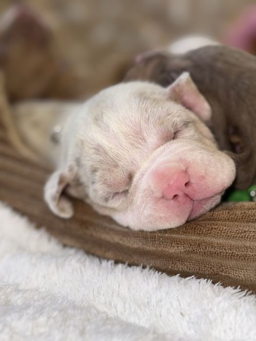 American Bully ABKC rezerwacja