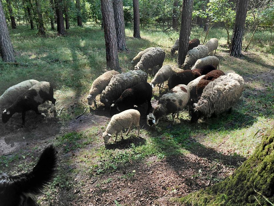Вівці, ярочки, барани