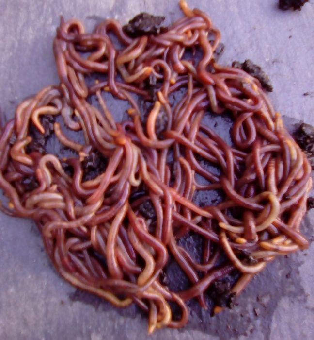 Kit + de 1000 Minhocas Californianas (Eisenia foetida) + ovos