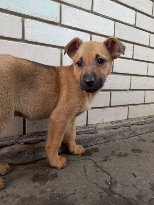 Віддамо цуценят в добрі руки.  Безкоштовно.

Цуценята грайливі, зовсім