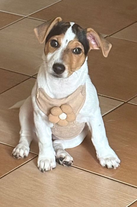 Szczeniaki Jack Russell Terrier