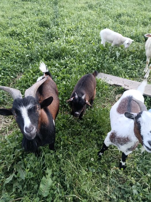 Casal de cabras anas
