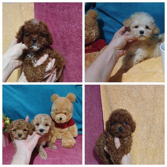 Детки мальтипу и той пуделей в типе мишка.