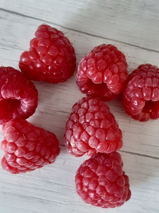 Саджанці малини, клубніки,смородини,плюща ,єжевіка.