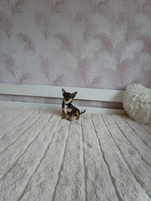 Супер міні казкова дівчинка