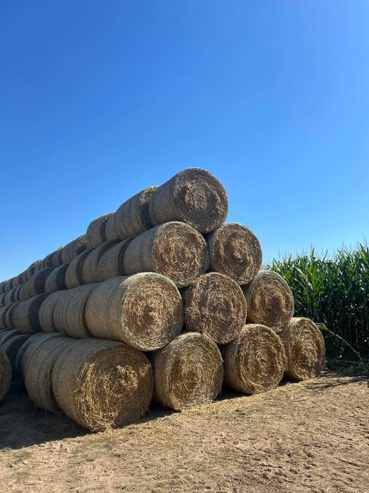 Słoma Pszenna 125x120