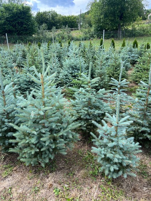 Голуба ялинка «Кейбаб»