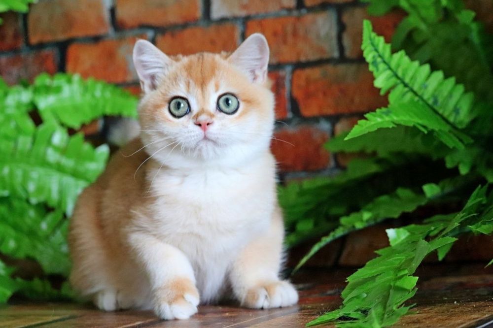 Неймовірно гарний хлопчик золота шиншила