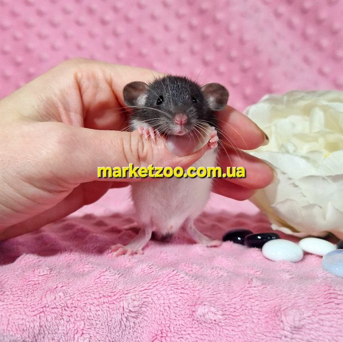 Щурик капюшончатий,щуренята,крысята,крыски,криски,крысы,криси