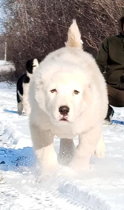 Щенки среднеазиатской овчарки, алабай-крупный мальчик.