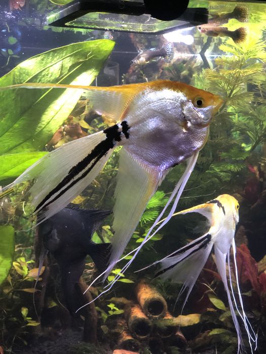 Sprzedam dorosłe zdrowe skalary