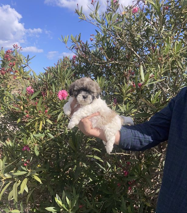 Shih tzu miniatura femea