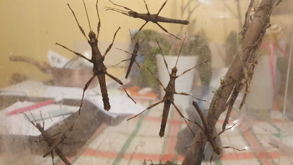 straszyki filipińskie