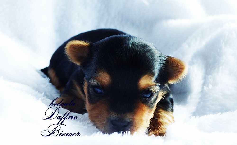 York Yorkshire Terrier