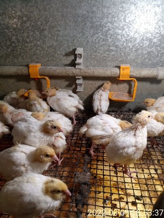 Двух недельные техасские перепела.