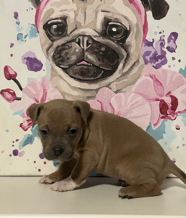 БРОНЬ! Наймиліші цуценятка Амстафф