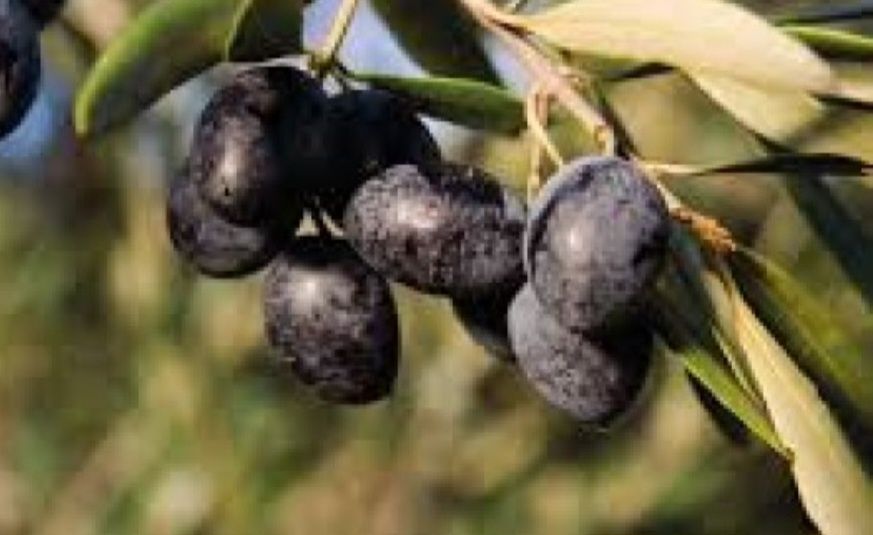 Vendo azeitona para apanhar
