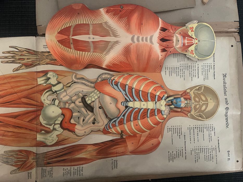 Tablice anatomiczne. Antyk. Schreibers Anatomische Wandtafel..