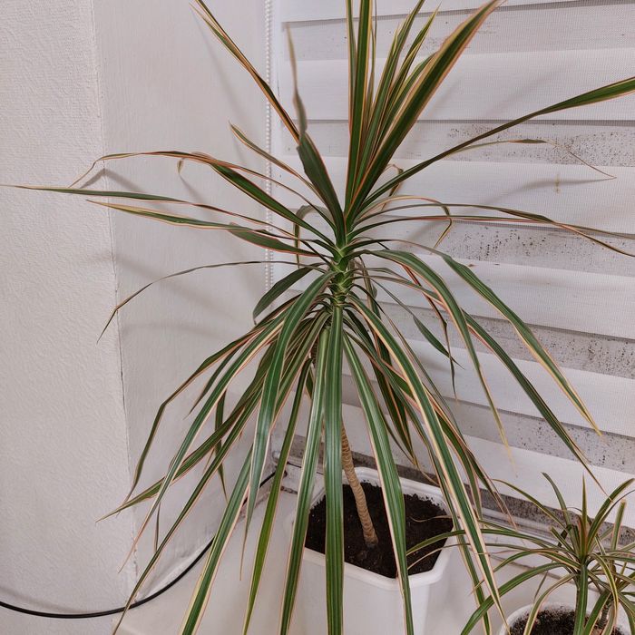 Рослина  Драцена