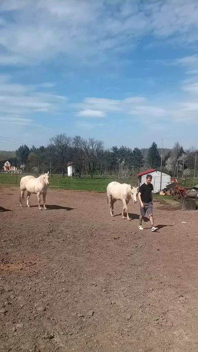 Wałach  rasy AQH 04.2018r