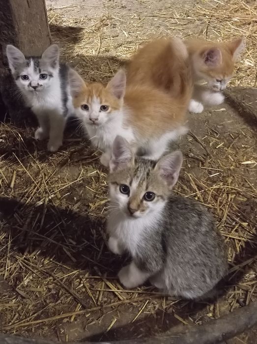 Кошенята в добрі руки