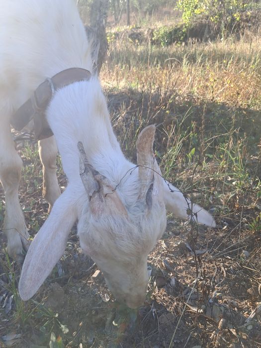 Cabrito Sannen puro com 7 meses