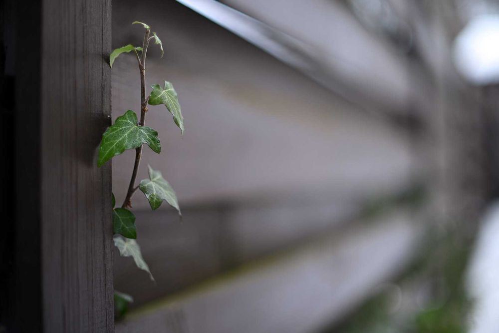 Canon 55/1,2 FL/FD розкішний надсвітлосильний об’єктив красивим малюнк