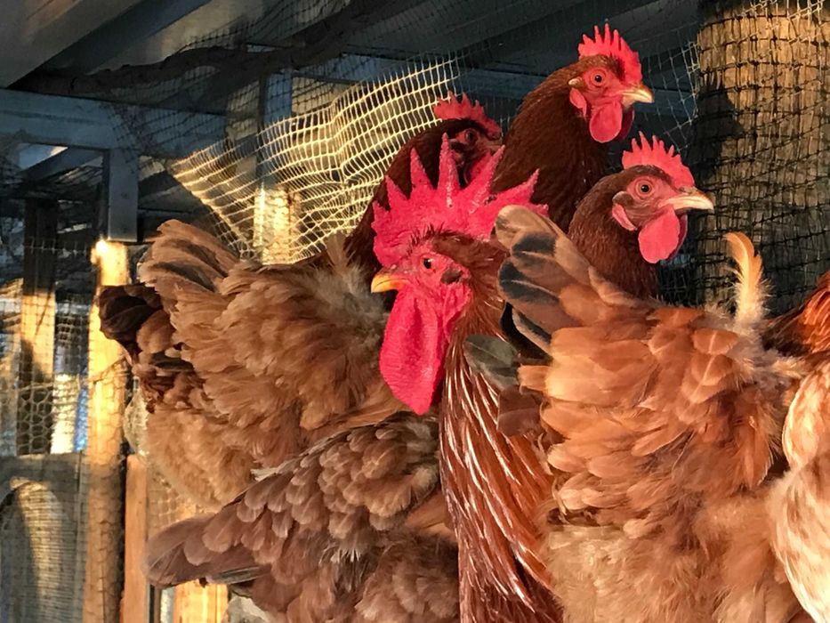 Pintos Pedrês, Preta, Amarela e Branca, raças autóctones, BIO