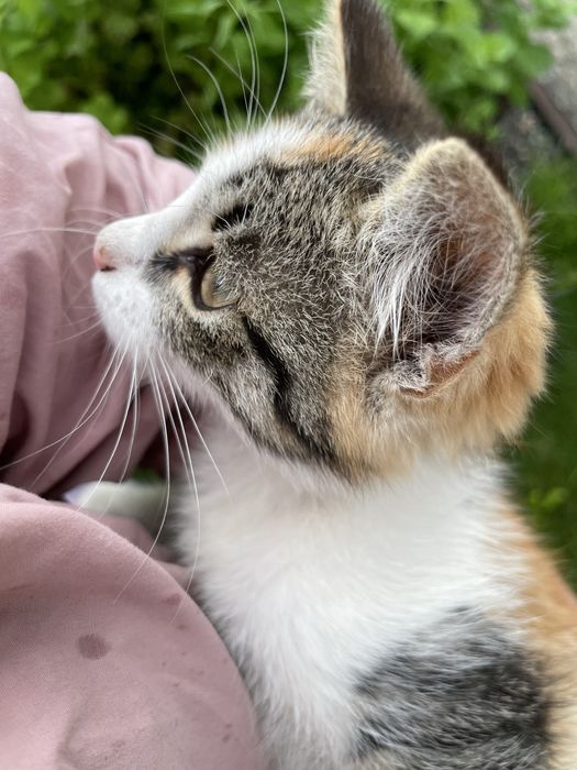 Прилаштовується кошеня, триколірна дівчинка, 2,5 місяці