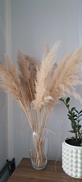 Trawa panpasowa kwiatostany