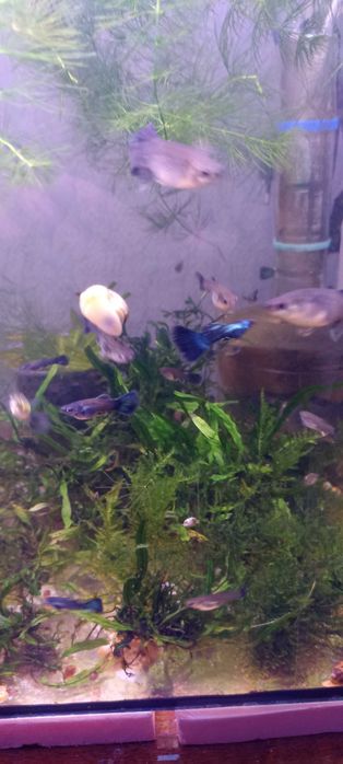 Продам рослини та аквариумную рыбку!