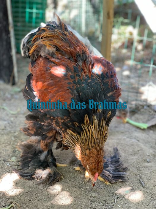 machos Brahma splash e azul