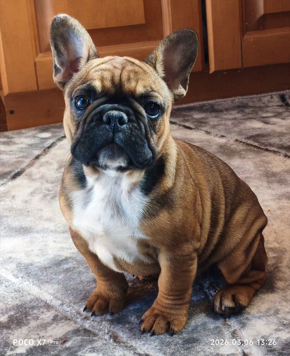 Малюки французького бульдога шукають родину з родоводом