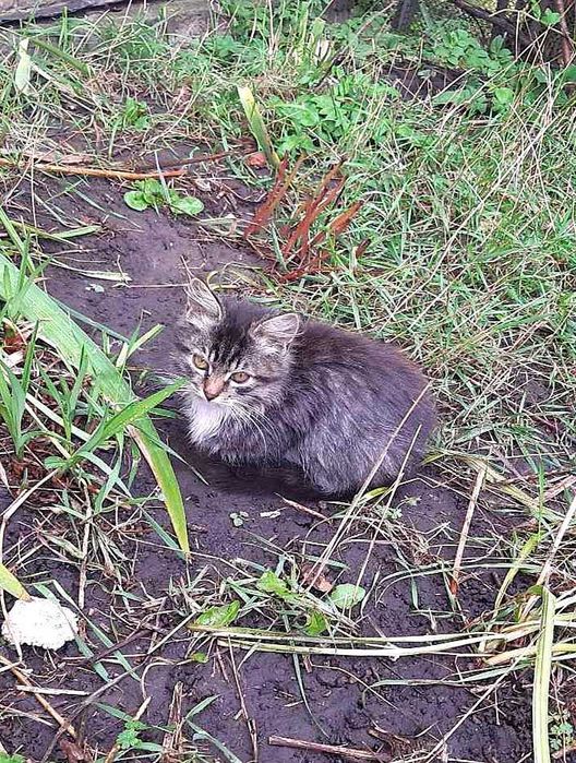 Віддам кошенят в добрі руки