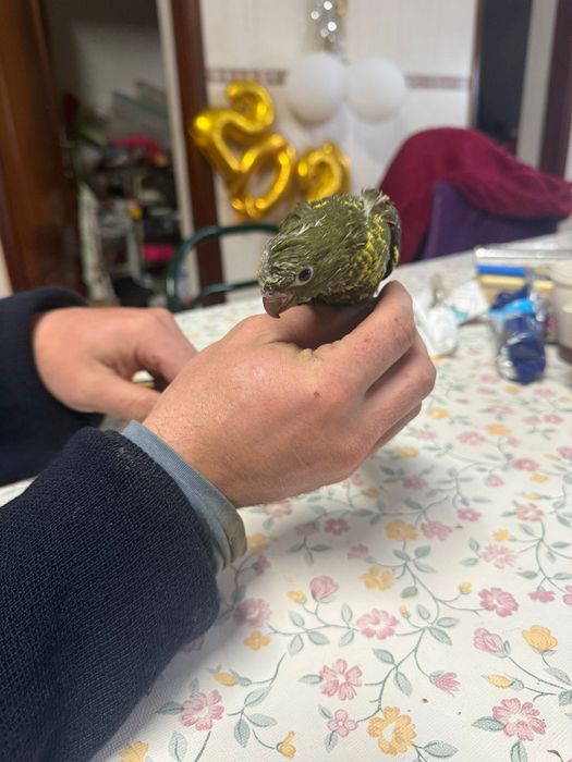 trichoglossus chlorolepidotus