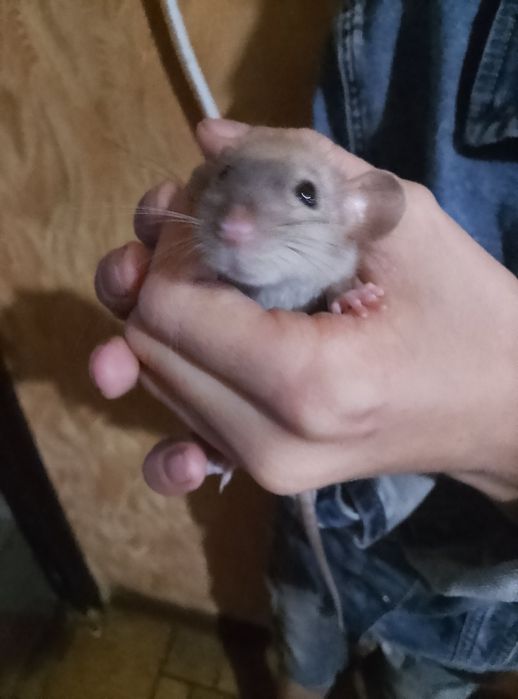 Декоративная крыса