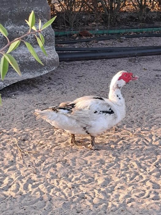 Patos mudos para venda