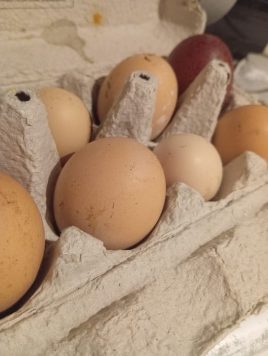 Jaja lęgowe mix kurze