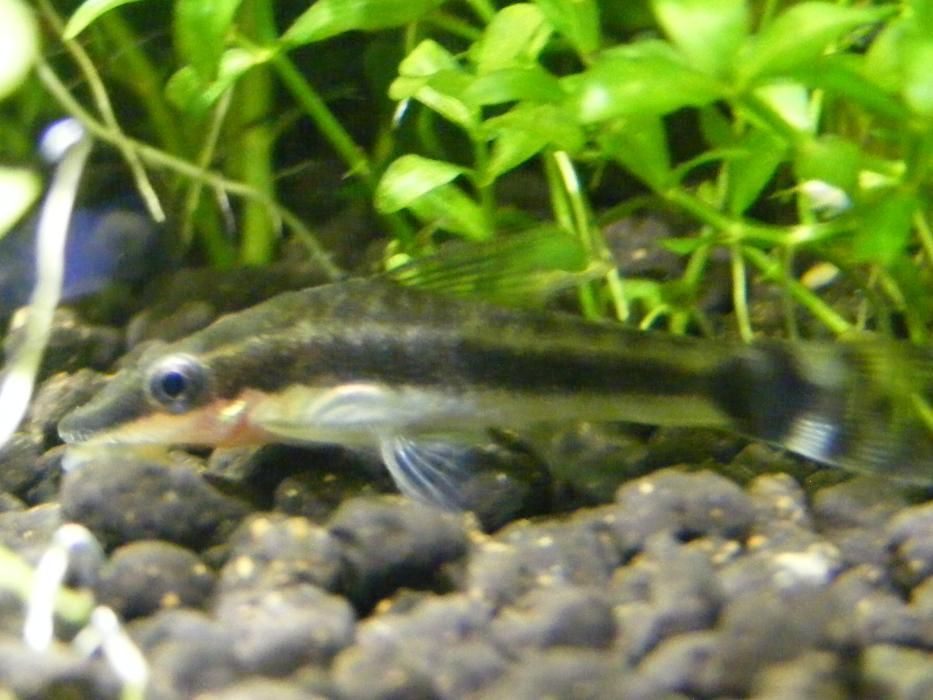 GB Otos, Otosek Przyujściowy