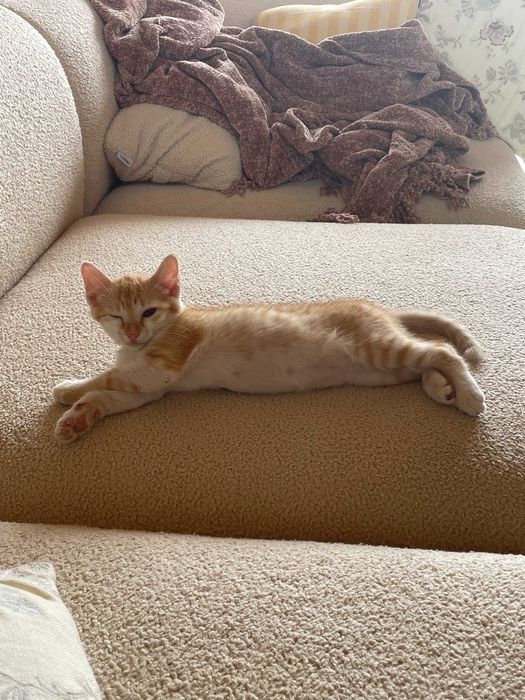 Gatinha ruiva tigrada, 3 meses, procura casa